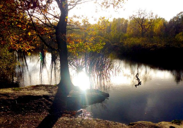 Letzte Sonnenstrahlen durch Herbstbäume im Eppendorfer Moor
