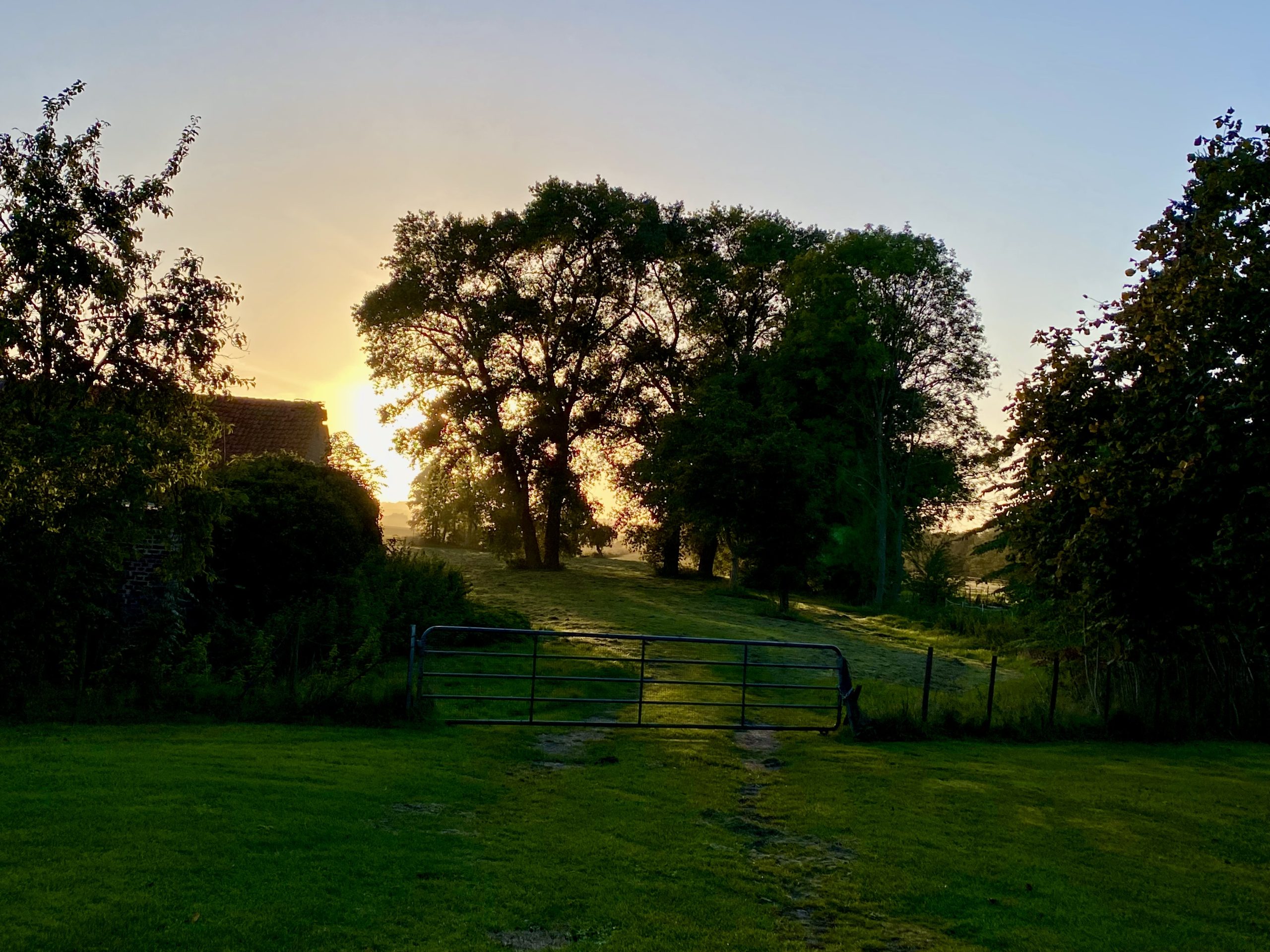 Ländliche Abendstimmung, Blick auf vier Pappeln, die einen Feldweg säumen, dahinter die untergehende Sonne